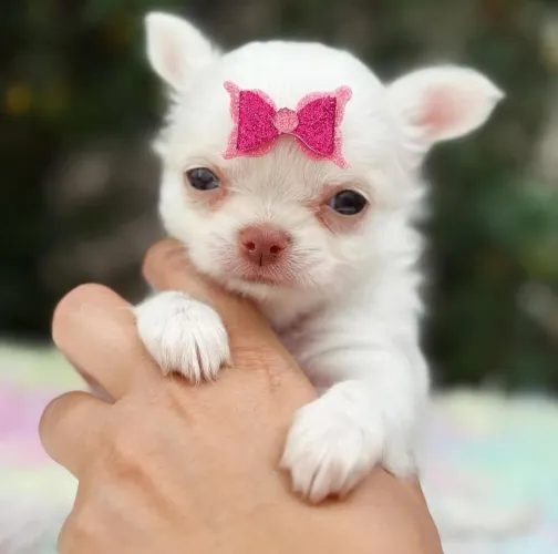 Chihuahua Pêlo Longo Fêmea!! Princesa Disponível. 