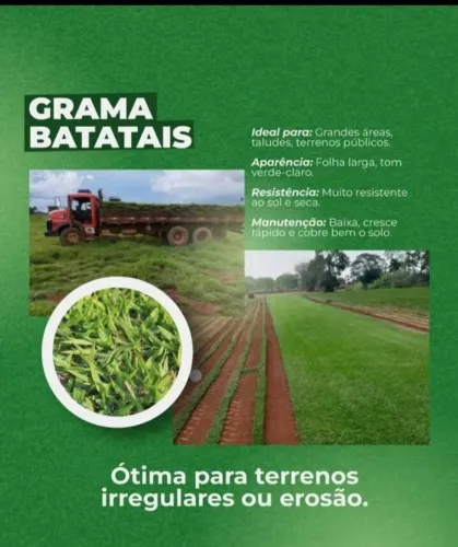 Grama Esmeralda Alta Resistência e Beleza Natural