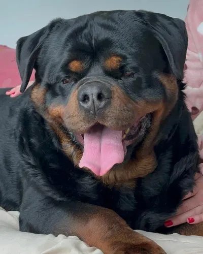 Rottweiler alemão 