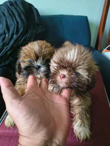Cachorro Shitzu R$fêmea 1300 e macho R$1000