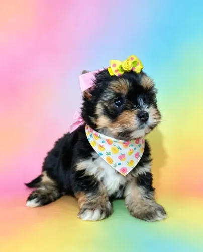 Pequena Yorkshire para Alegrar Seus Dias