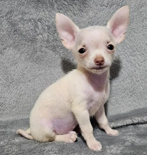 Chihuahua macho com 2 vacinas importadas