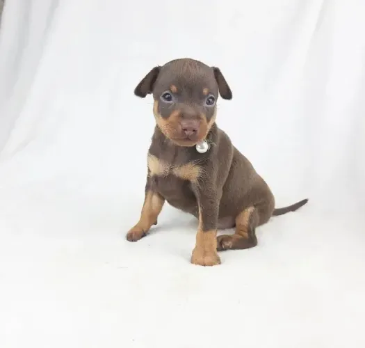 Pequenos Pinscher Miniatura para companhia