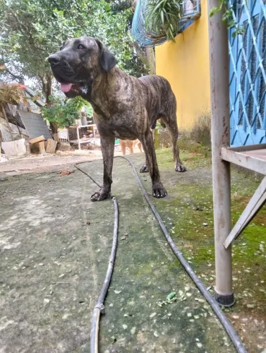 Cachorro fila brasileiro