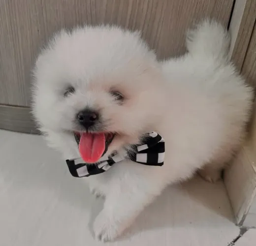 Lulu da pomerânia