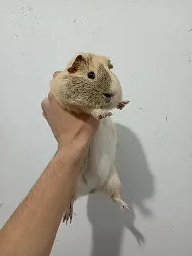 Porquinho da índia macho