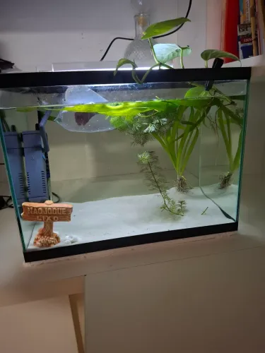 Aquário 30 litros com tampa