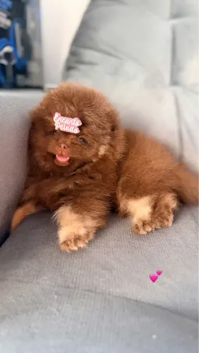 Lindos filhotes de Spitz alemão anão