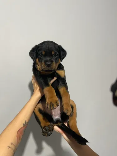 Rottweiler fêmea