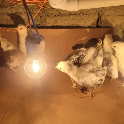 Vendo 5 pintos Brahma com caipira