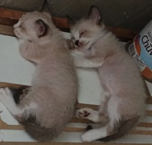 Gatos machos para adoção