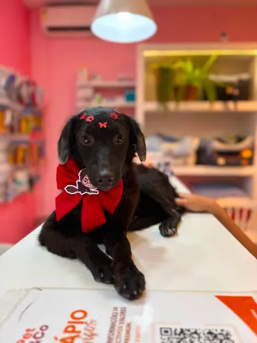 Adoção- cachorrinha Maya