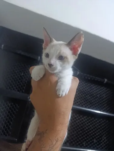Gatinhos pra doação 