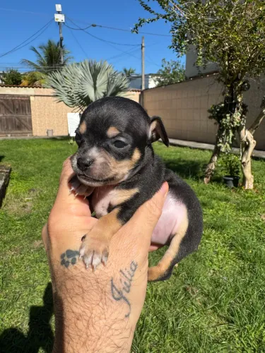 Filhote de Pinscher SÓ MACHO