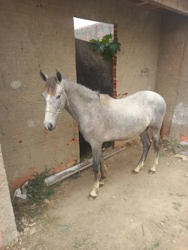 Vendo potro 1 ano e 7 mês chama se realmente tiver enteresse