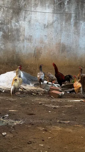 Galinha caipira índio