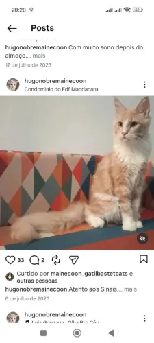 Maine Coon 