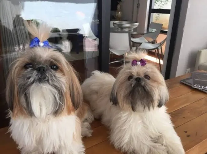 Lhasa Apso macho e fêmea