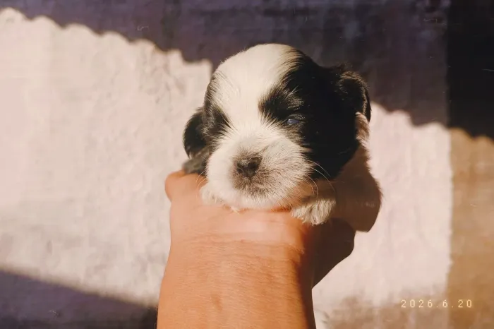 Vendo cachorros Shih tzu