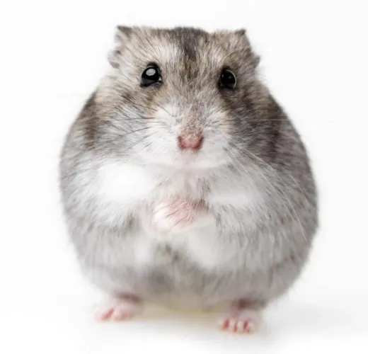 Hamster