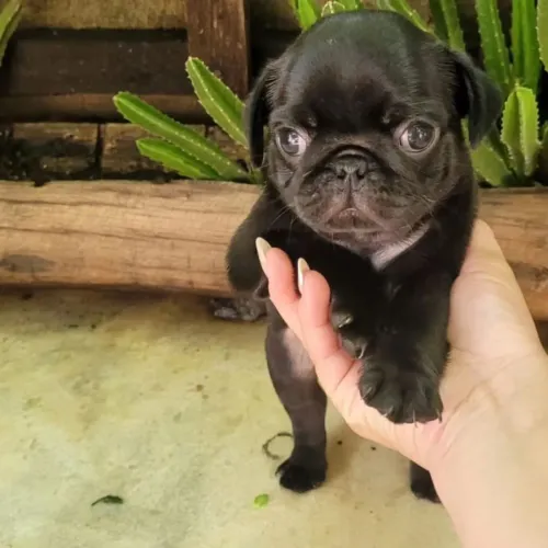 Pug