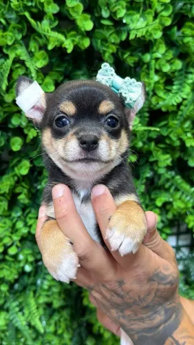 Chihuahua pelo curto com pedigree