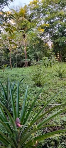 Lotes de terreno e mini chácaras
