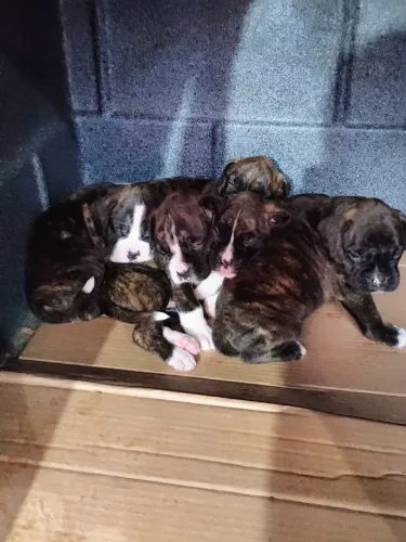 Filhotes de Boxer: Alegria e companheirismo para a sua família!