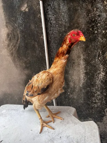Galo shamo e galinha carioca