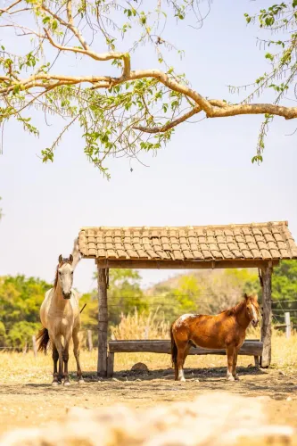 Fazenda de 23,5 alqueires a 8 km de Heitoraí e 140 km de Goiânia