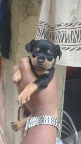 Filhote de Pinscher 00