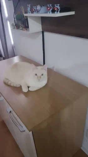 Doação gato macho castrado muito carinhoso