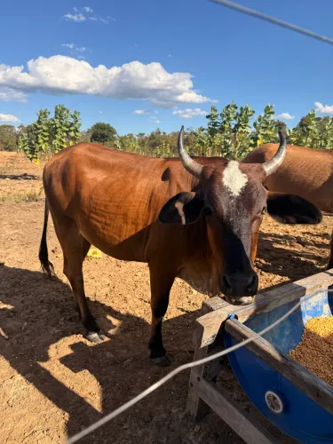 ? VENDO GADO - CUIABÁ/MT