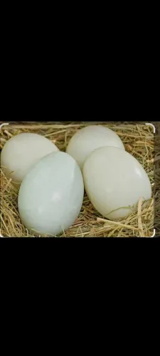 Ovos de pata dúzia