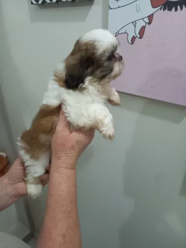 Mini shih tzu