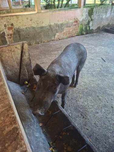 VENDO PORCOS