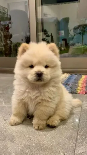 Chow Chow fofinho procurando novo lar
