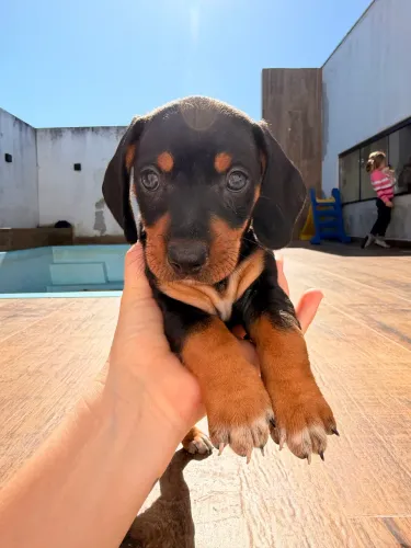 Dachshund (salsichinha)