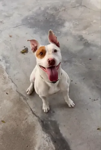 Doação Pitbull Fêmea