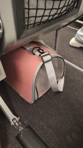 Bolsa pet viagem na cabine 