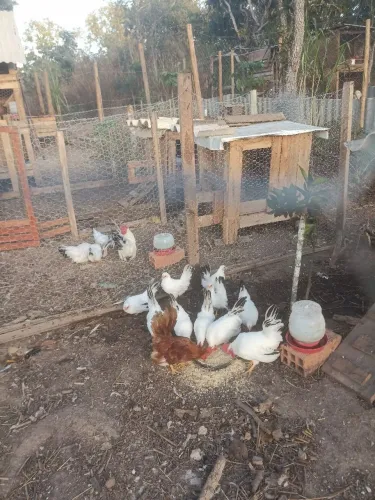Vendo 4 casais de galizes frangos