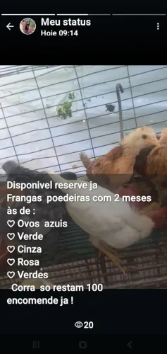 Galinha frangas e galos ? 