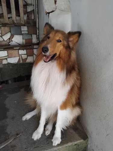 Lindo [Rough Collie / Pastor de Shetland] de 1 Ano - Muito Dócil - Blumenau