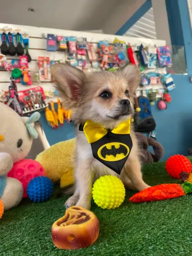 Chihuahuainha macho mini 