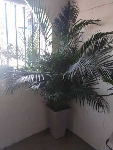 Palmeira Grande Natural Completa com Vaso