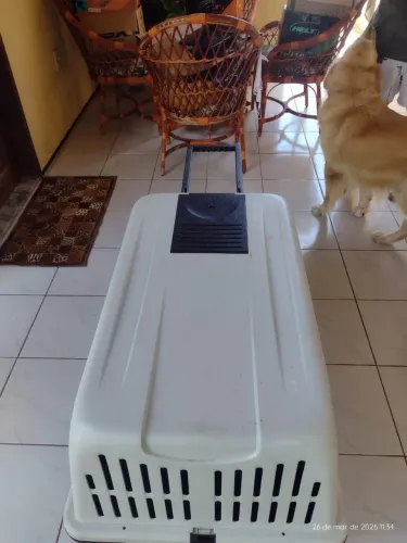 Para cachorro porte grande, a cima de 40kg