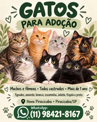 Doação de gatos