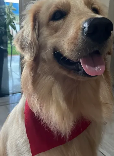 Golden retriever macho disponível para cruzamento
