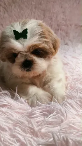 Linda feminha de Shih tzu