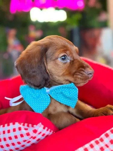 Dachshund! O chocolate mais gostoso